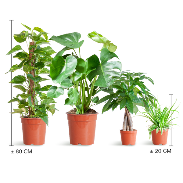 Makkelijke Plantenbox - medium - zonder sierpot