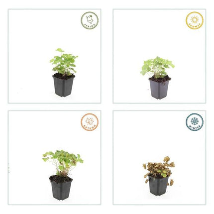 Alchemilla mollis - Lady's Mantle - ↕10-25cm - Ø9cm - Ground cover - Border plant - 12x