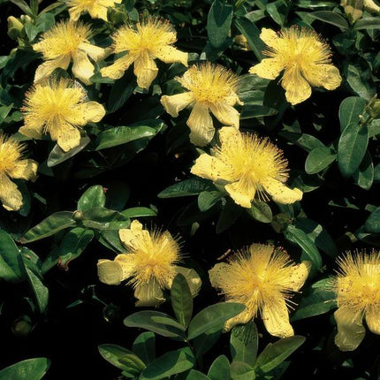 Johanniskraut (Hypericum calycinum) – ↕10–25 cm – Ø9 cm – Hirschheu – Bodendecker – 12 Stück