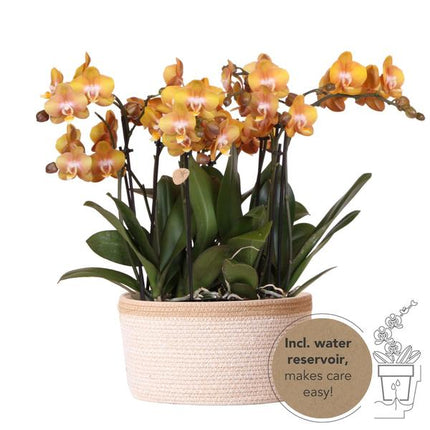 Conjunto de orquídeas naranjas en cesta de algodón con depósito de agua incluido - Tres orquídeas naranjas de Las Vegas de 12 cm | Mono Bouquet naranja con depósito de agua incorporado.