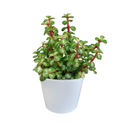 Portulacaria Afra mediopicta - Ø10,5cm - in witte pot