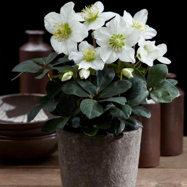 Helleborus niger 'Christmas Carol' - 6x - ↕20cm - Ø12cm