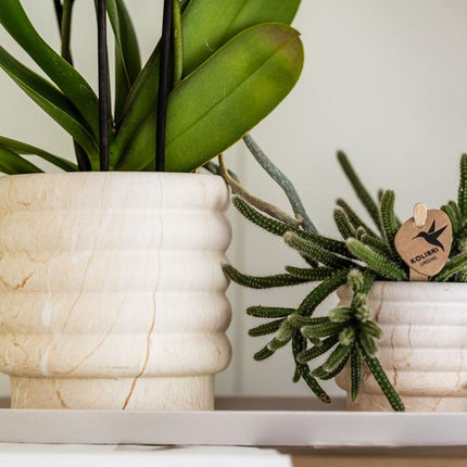 Kolibri Home | Combo deal - Marble Light pots