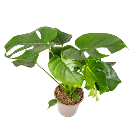 Monstera Deliciosa Tauerii - ↕80cm - Ø19cm - Hole plant