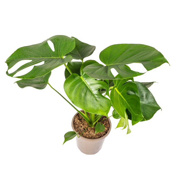 Monstera Deliciosa Tauerii - ↕80cm - Ø19cm - Gatenplant
