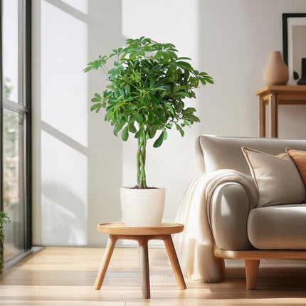 Vaso Schefflera Arab Nora con pianta Viber bianca - ↕70cm - Ø21