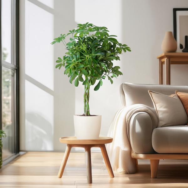 Schefflera Arab Nora z Viber białą doniczką - ↕70cm - Ø21