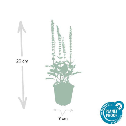 Salvia Nemorosa 'Ostfriesland' - Bossalie - ↕10-25cm - Ø9cm - Borderplant - 6x