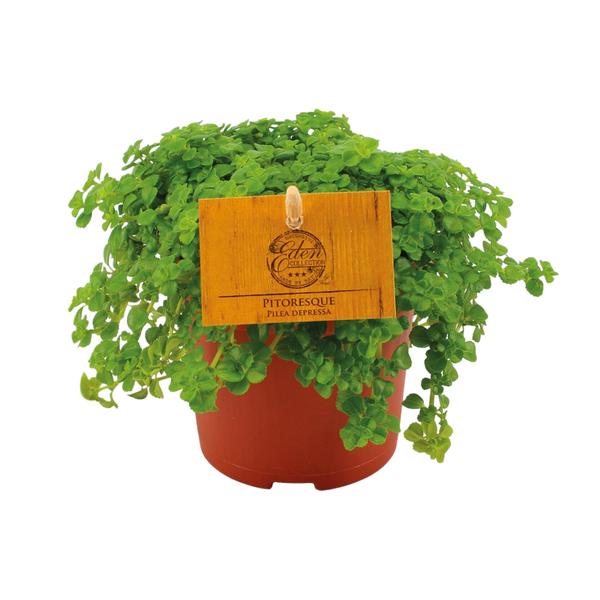 Pilea Depressa - ↕15cm - Ø10.5cm