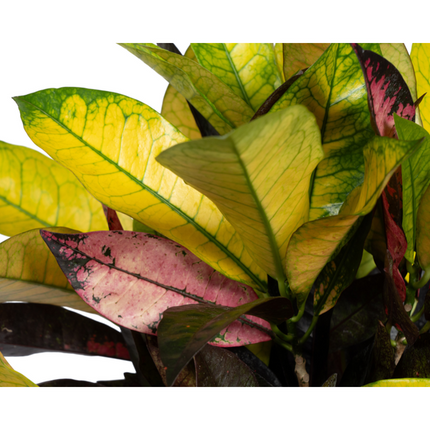 Codiaeum 'Croton' Iceton - ↕50cm - Ø17cm