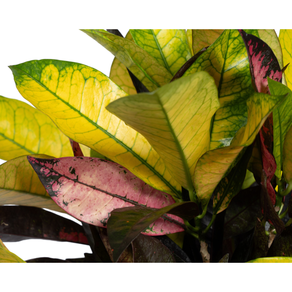 Codiaeum 'Croton' Iceton - ↕50cm - Ø17cm
