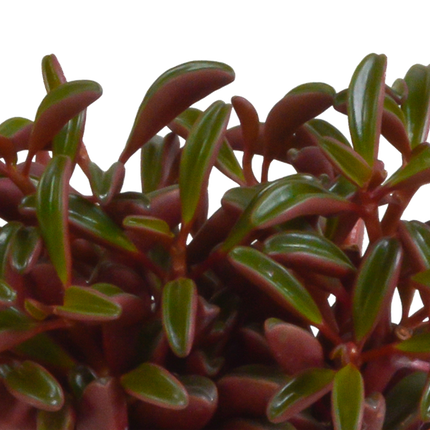Peperomia Graveolens - w białej doniczce