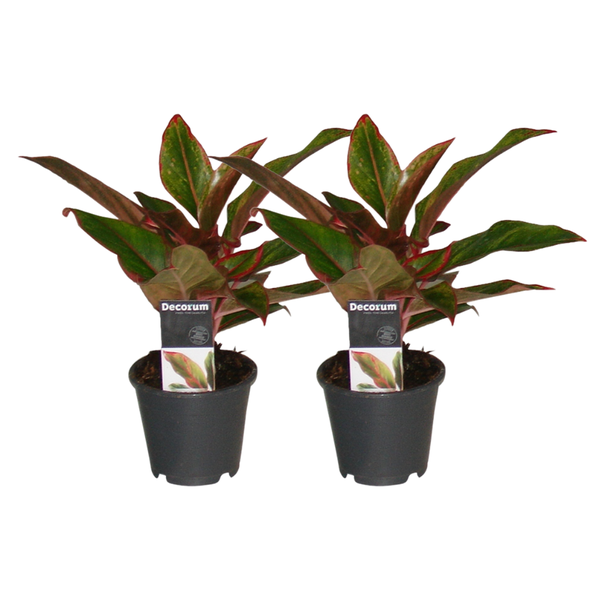 Aglaonema Creta - ↕30cm - Ø12cm - 2x
