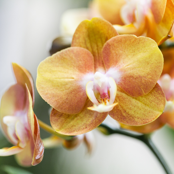Set di orchidee arancioni in piattino di miele con serbatoio d'acqua incluso - Tre orchidee arancioni Las Vegas da 12 cm | Bouquet mono bianco con serbatoio d'acqua integrato