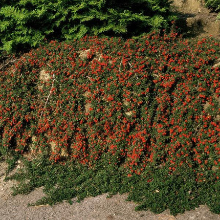 Cotoneaster Procumbens 'Queen of Carpets' - ↕10-25 cm - Ø9 cm - Bodendecker - Beetpflanze - 6 Stück