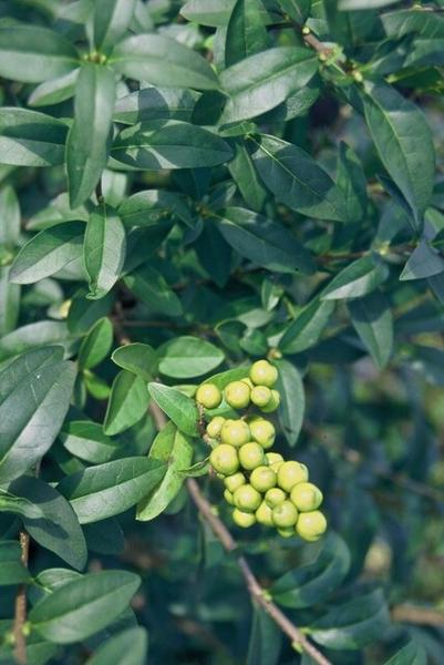 Ligustrum vulgare 'Atrovirens` - blote wortel - ↕100-120cm - 100x