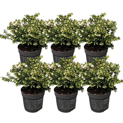 Pernettya mucronata - pearlberry white - ↕20cm - Ø12cm - 6x