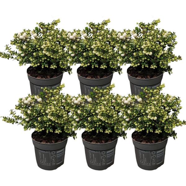 Pernettya mucronata - perle blanche - ↕20cm - Ø12cm - 6x