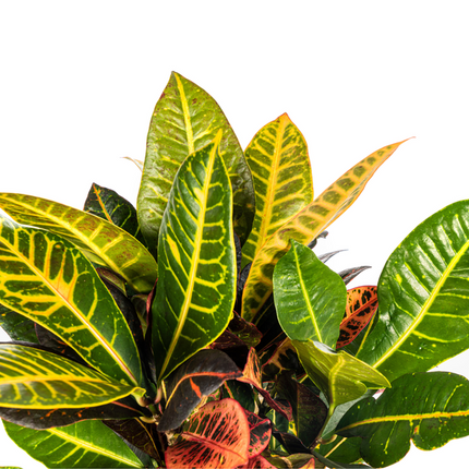 Codiaeum 'Croton' Petra - ↕50cm - Ø17cm