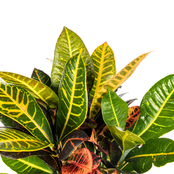 Codiaeum 'Croton' Petra - ↕50cm - Ø17cm