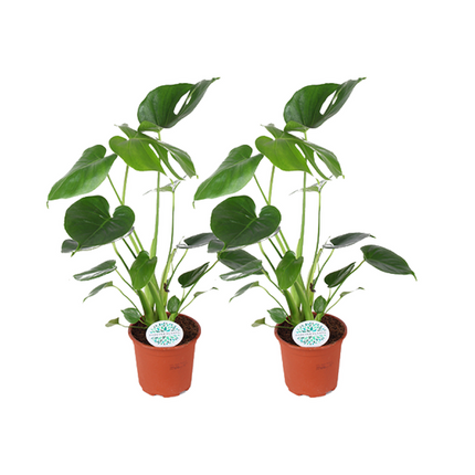 Monstera Deliciosa - ↕45cm - Ø14cm - Roślina dziurawa - 2x