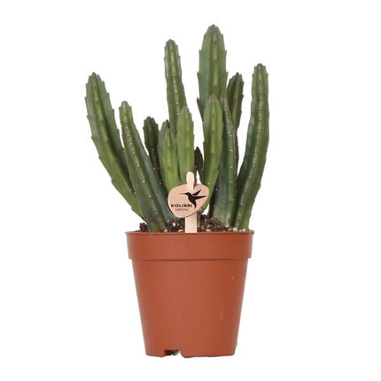 Stapelia - green houseplant - succulent - Ø9cm - Kolibri Greens