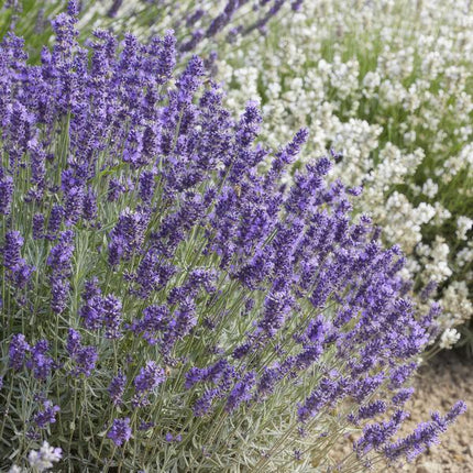 Lavandula 'Hidcote' - ↕10-25cm - Ø9cm - Lavanda - Pianta da bordura - 60x