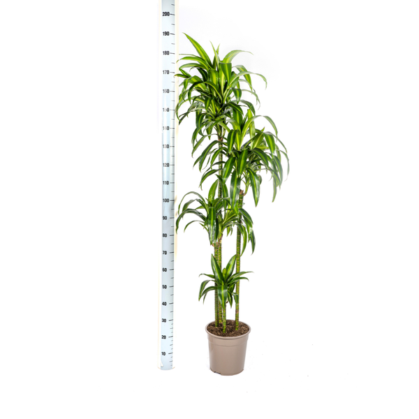 Dracaena Deremensis Hawaiian Sunshine - ↕180cm - Ø27cm