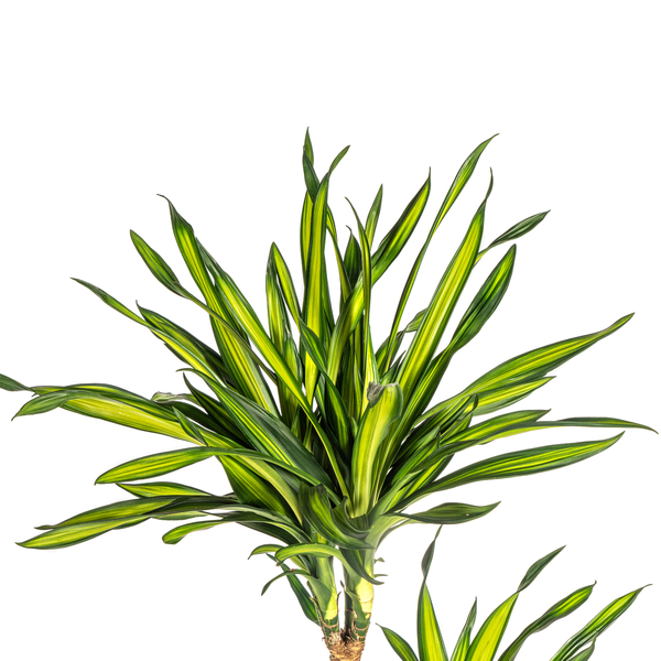 Dracaena Deremensis Rikki - ↕140cm - Ø24cm