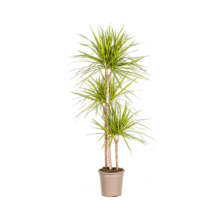 Dracaena Marginata Sunray - ↕140cm - Ø24cm - Dragon plant