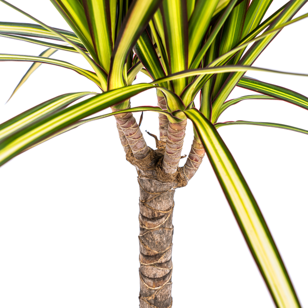 Dracaena Marginata Sunray - ↕70-80cm - Ø17cm - Drakenplant