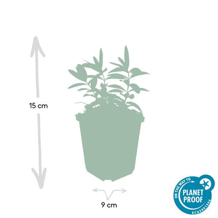 Johanniskraut (Hypericum calycinum) – ↕10–25 cm – Ø9 cm – Hirschheu – Bodendecker – 12 Stück