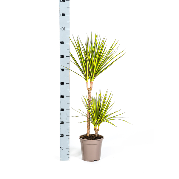 Dracaena Marginata Sunray - ↕80-100cm - Ø19cm - Drakenplant