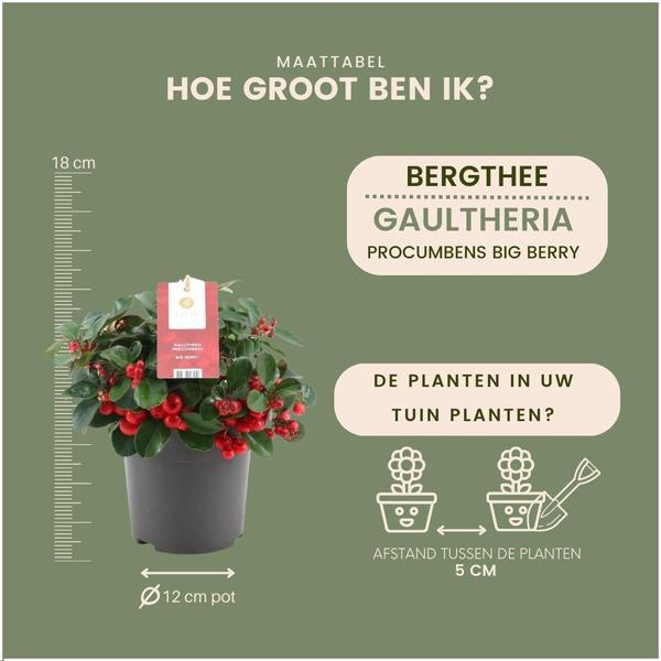 Gaultheria Procumbens 'Big Berry' - ↕15-20 cm - Ø12cm - 6x