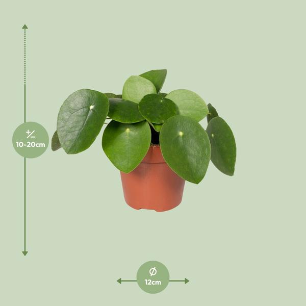Pilea Peperomiodes - Pannenkoekplant - ↕25cm - Ø15cm
