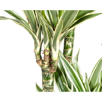 Dracaena Deremensis White Stripe - ↕180cm - Ø27cm