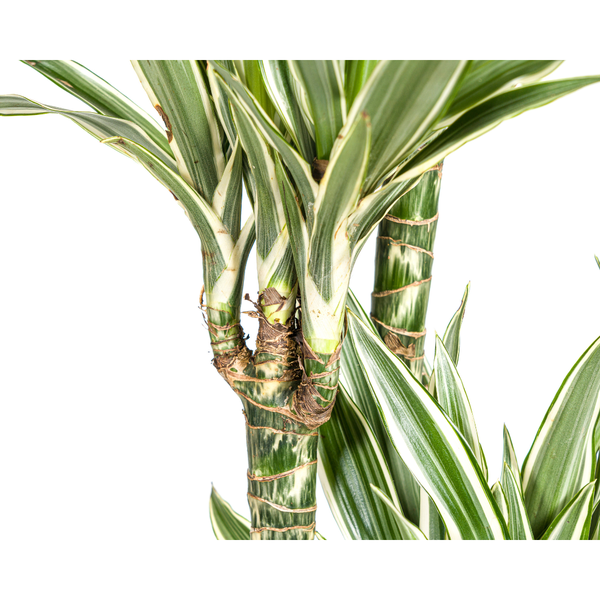 Dracaena Deremensis White Stripe - ↕180cm - Ø27cm