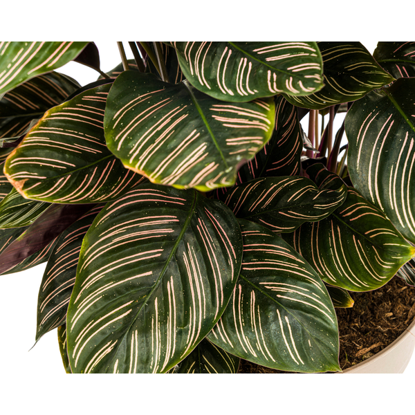 Calathea Ornata Sanderiana - ↕70cm - Ø27cm