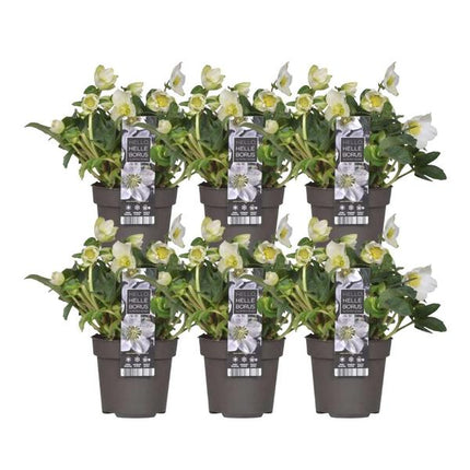 Helleborus niger 'Christmas Carol' – Christrose – ↕20 cm – Ø12 cm – 6 Stück