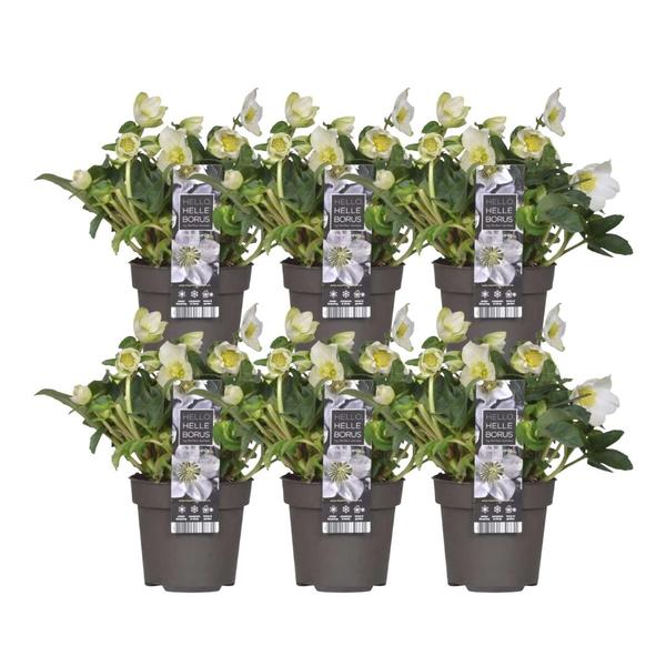 Helleborus niger 'Christmas Carol' - Kerstroos - ↕20cm - Ø12cm - 6x