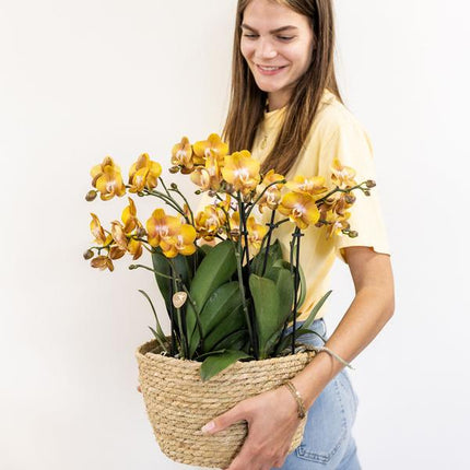 Conjunto de orquídeas naranjas en cesta de algodón con depósito de agua incluido - Tres orquídeas naranjas de Las Vegas de 12 cm | Mono Bouquet naranja con depósito de agua incorporado.