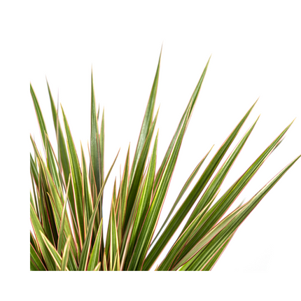 Dracaena Marginata Bicolor - ↕60cm - Ø17cm - Smocza roślina