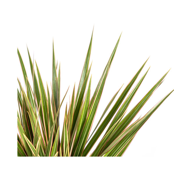 Dracaena Marginata Bicolor - ↕60cm - Ø17cm - Drakenplant