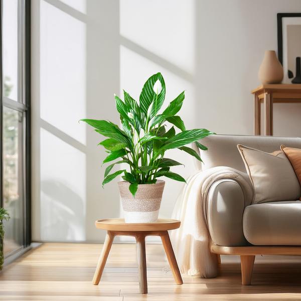 Spathiphyllum met Mand Lissabon wit - Lepelplant - ↕80cm - Ø21cm
