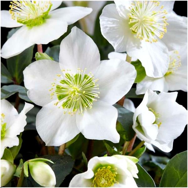 Kerstroos planten | 48x Helleborus niger 'Christmas Carol' | Ø7cm  | ↕20cm