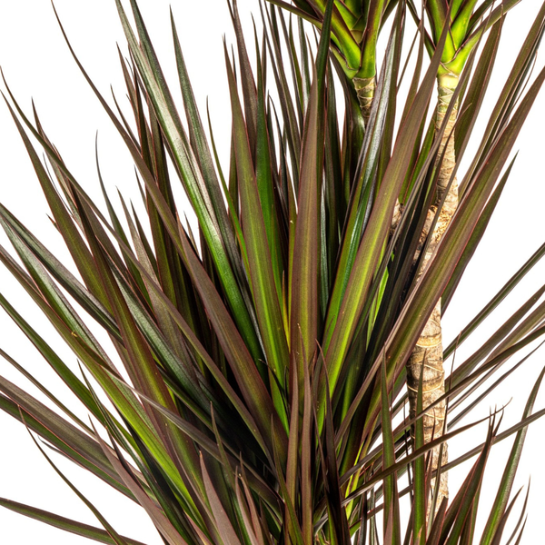 Dracaena Marginata Magenta - ↕120cm - Ø21cm - Pianta del drago