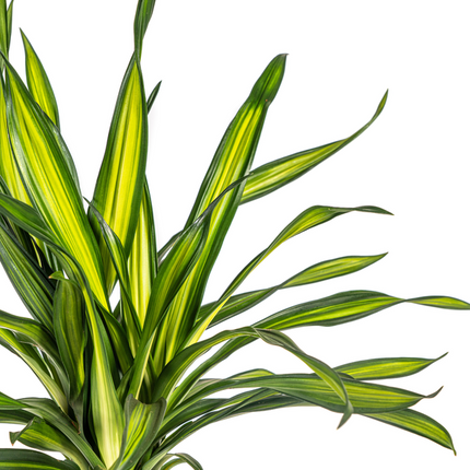 Dracena Deremensis Rikki - ↕80cm - Ø19cm