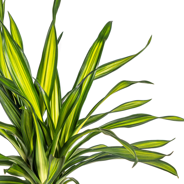 Dracaena Deremensis Rikki - ↕80cm - Ø19cm