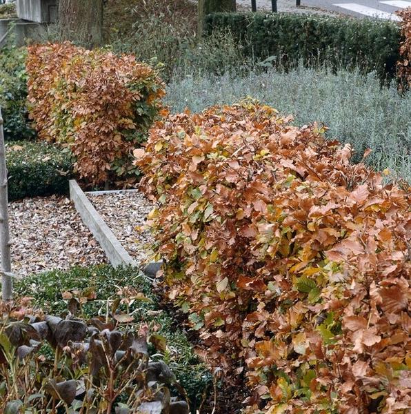 Fagus Sylvatica - Beukenhaag - Blote wortel - ↕60-80cm - 25x