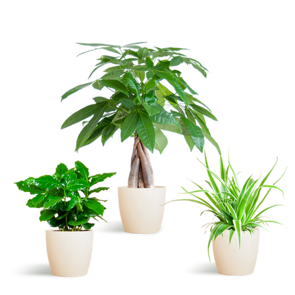 Pet-friendly Plant Box - small - with decorative pot Viber White - Ø12cm